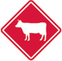 Dairy
